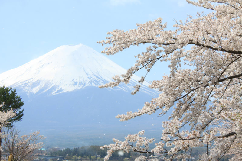 周辺イベント情報 公式 富士山麓河口湖のビジネスホテルふじざくらイン 周辺イベント情報 公式 富士山麓河口湖のビジネスホテルふじざくらイン